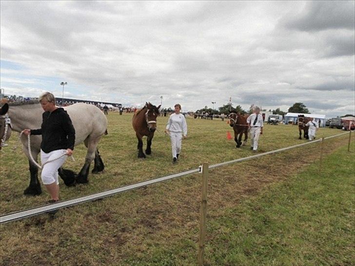 Aulum dyrskue. billede 36