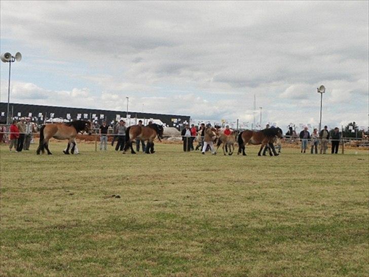 Aulum dyrskue. billede 37