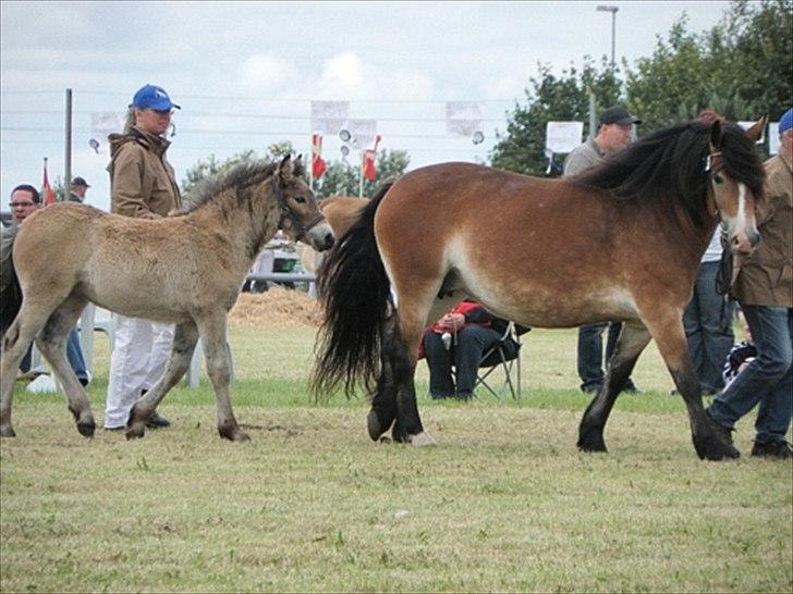 Aulum dyrskue. billede 38