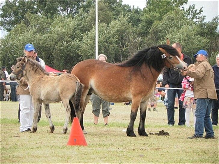 Aulum dyrskue. billede 39