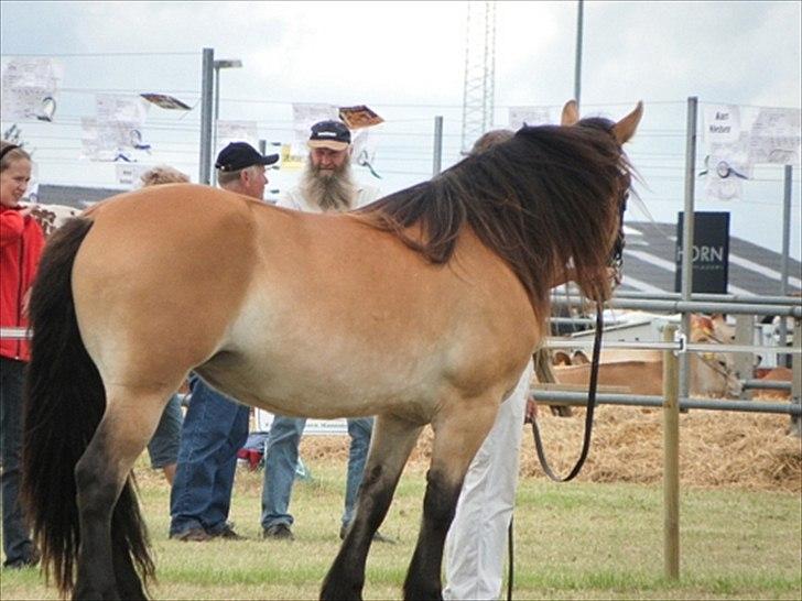 Aulum dyrskue. billede 41