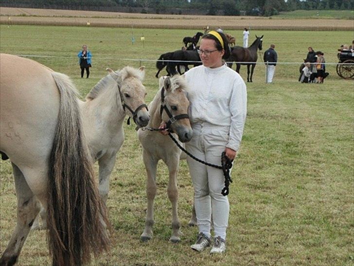 Aulum dyrskue. billede 44