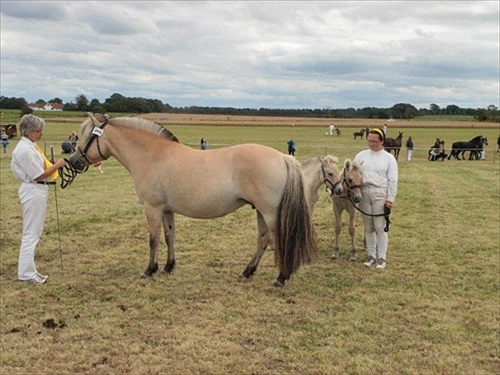 Aulum dyrskue. - En hoppe der, havde taget et moderløs føl til sig.foruden hendes eget.. Fantastisk lykkelig historie..:-) billede 45