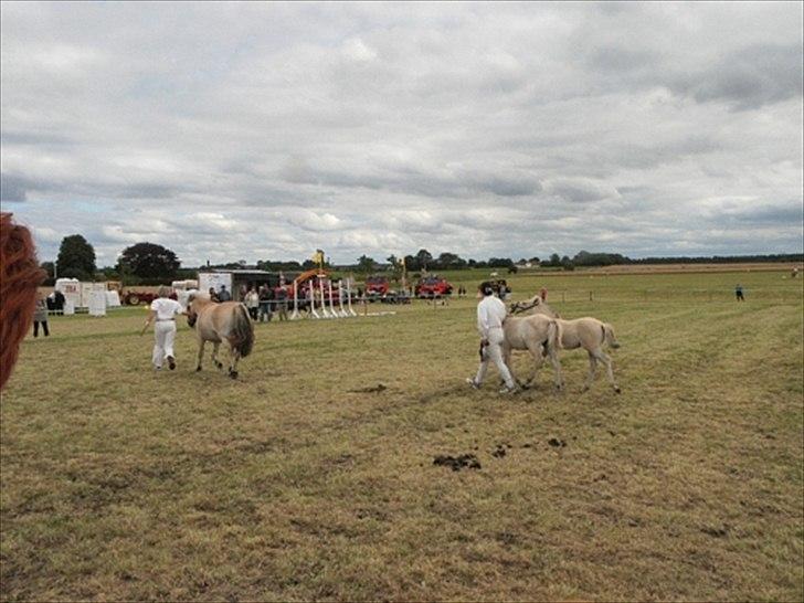 Aulum dyrskue. billede 46