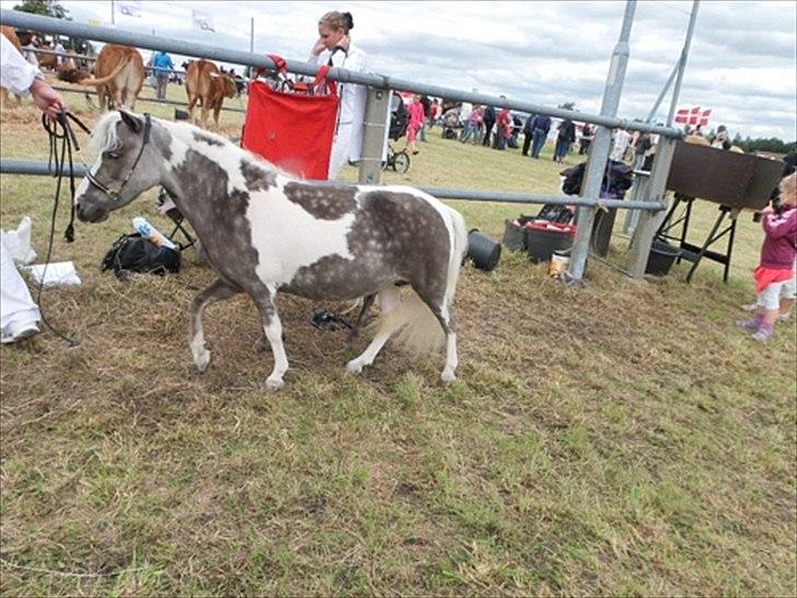 Aulum dyrskue. billede 47