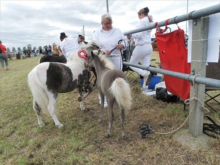 Aulum dyrskue. billede 48