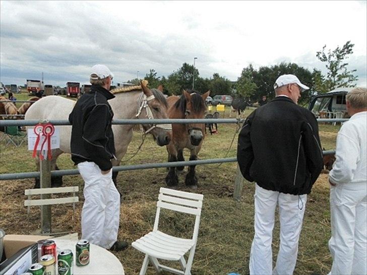 Aulum dyrskue. billede 49