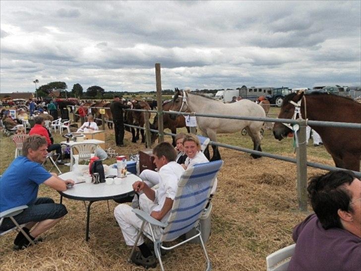 Aulum dyrskue. billede 50