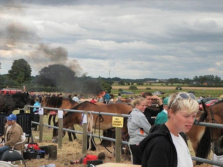 Aulum dyrskue. billede 51