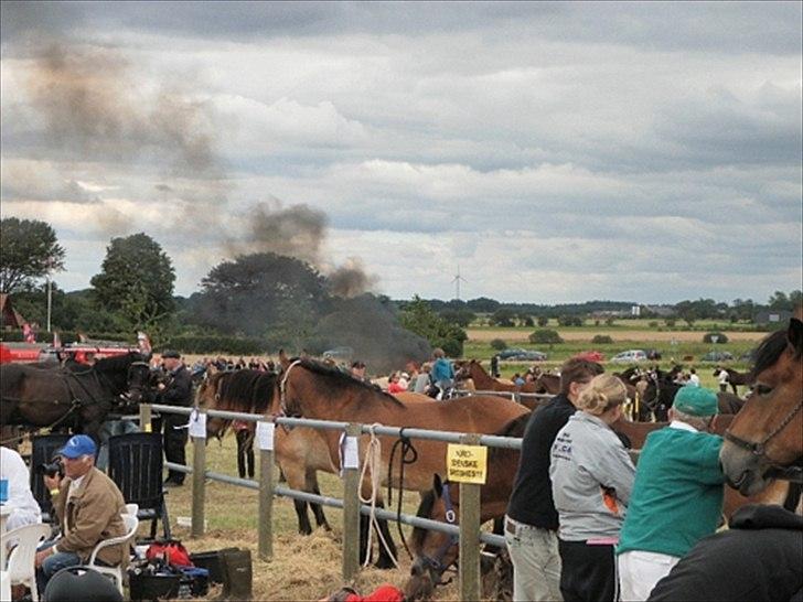 Aulum dyrskue. billede 52