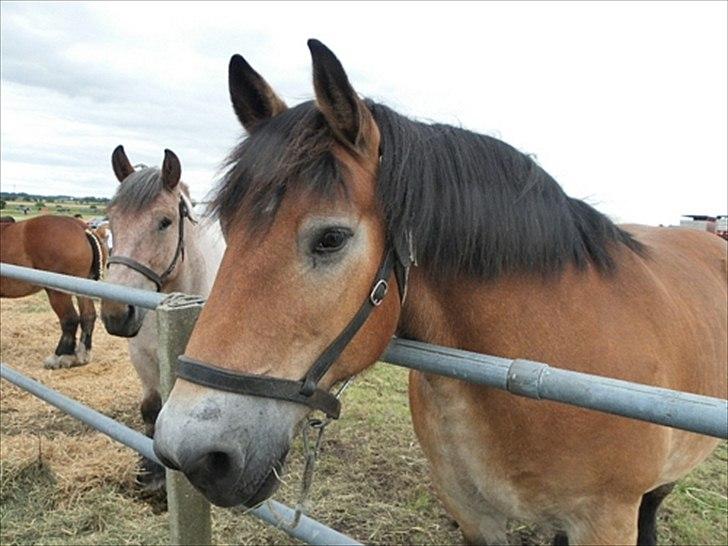 Aulum dyrskue. - En belgier vallak på 18 år. Han er bare så NUSSER.. Dejlig hest.;-) billede 53