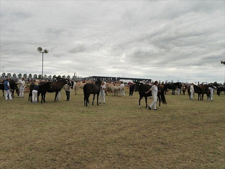 Aulum dyrskue. billede 55