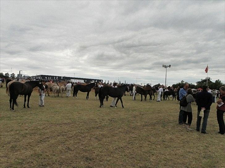 Aulum dyrskue. billede 58