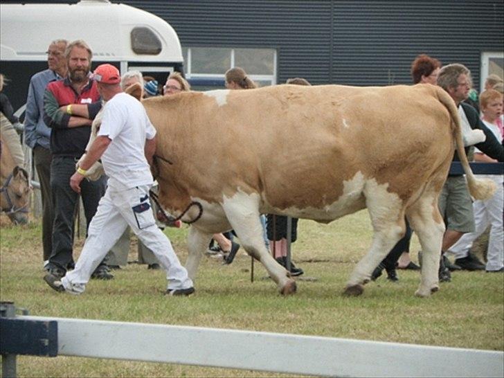 Aulum dyrskue. billede 59