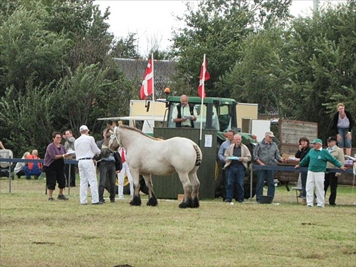 Aulum dyrskue. billede 60