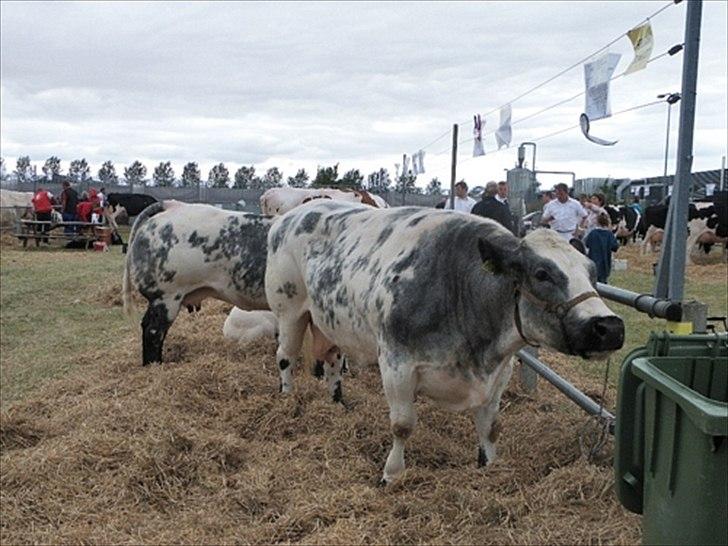 Aulum dyrskue. - En belgisk hvid/blå ko. Ret sjovt syntes jeg.. billede 62