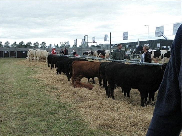 Aulum dyrskue. billede 63