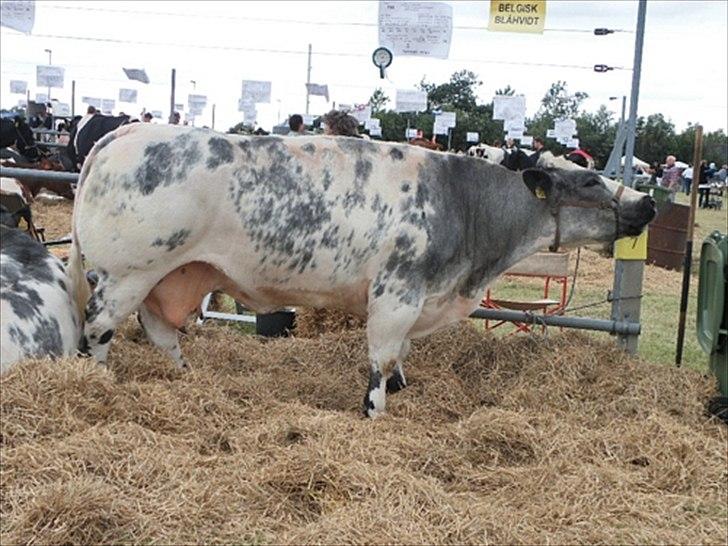 Aulum dyrskue. billede 64