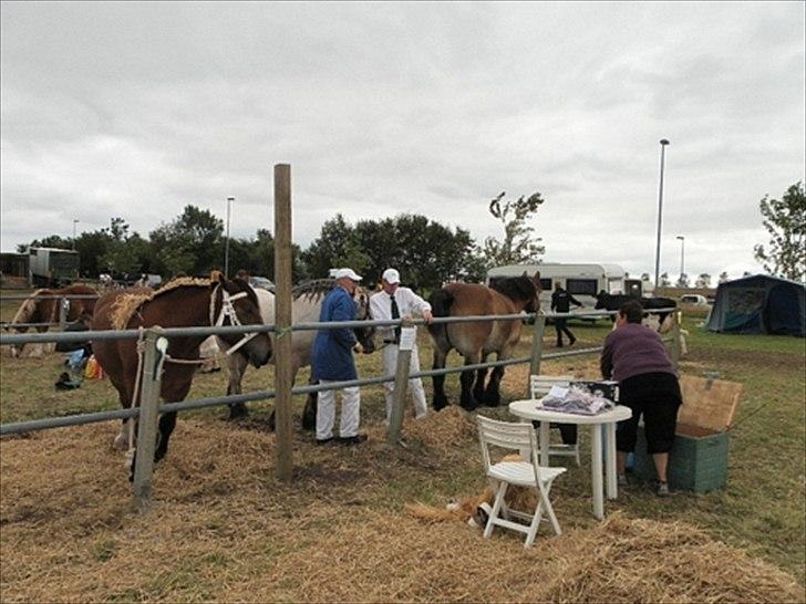 Aulum dyrskue. billede 65