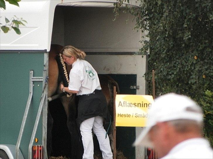 Aulum dyrskue. billede 66