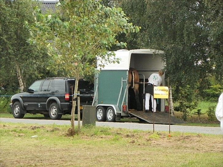 Aulum dyrskue. billede 67