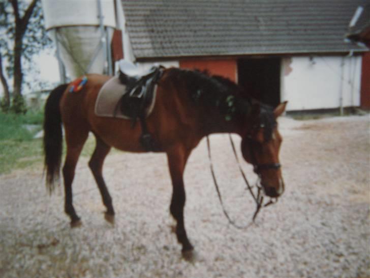 Midtjysk ridelejr 07 - Dette er den hest jeg lånte på ridelejren 06. En trakhener ved navn Design. En af danmarks dejligste heste! billede 10