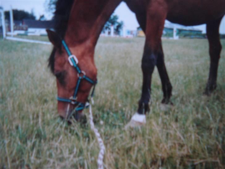 Midtjysk ridelejr 07 - Her er smukke design! (undskyld billed kvaliteten. Det er nemlig et billede der er taget af et billede)... billede 15