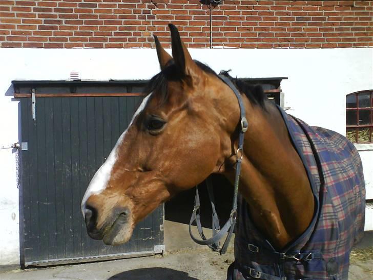 Optimal,toftehøjs cre'diva,romolus og lucky star - Optimal på en dejlig solskindsdag XD billede 10