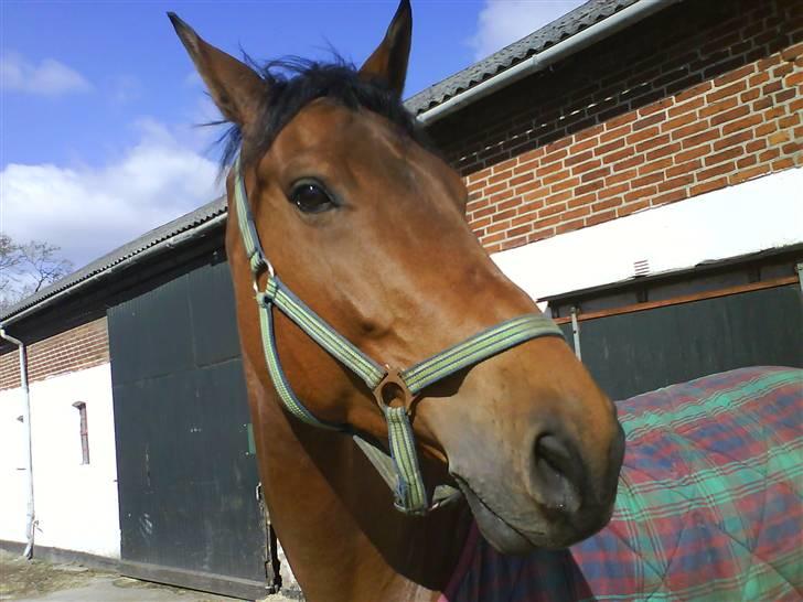 Optimal,toftehøjs cre'diva,romolus og lucky star - Romolus også ude i det dejlige vejr :D billede 11