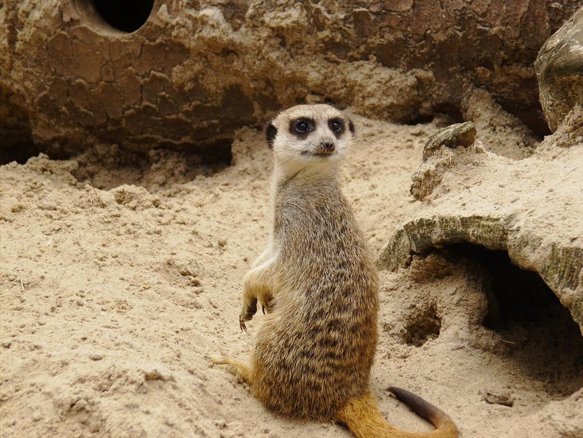 Amatør fotograf - kig evt. - Desmordyr. billede 22