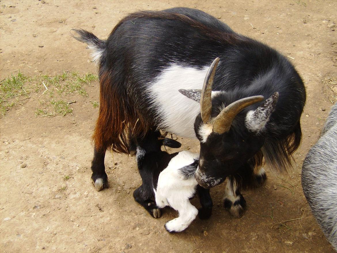 Amatør fotograf - kig evt. - Ged og gedkid. billede 23