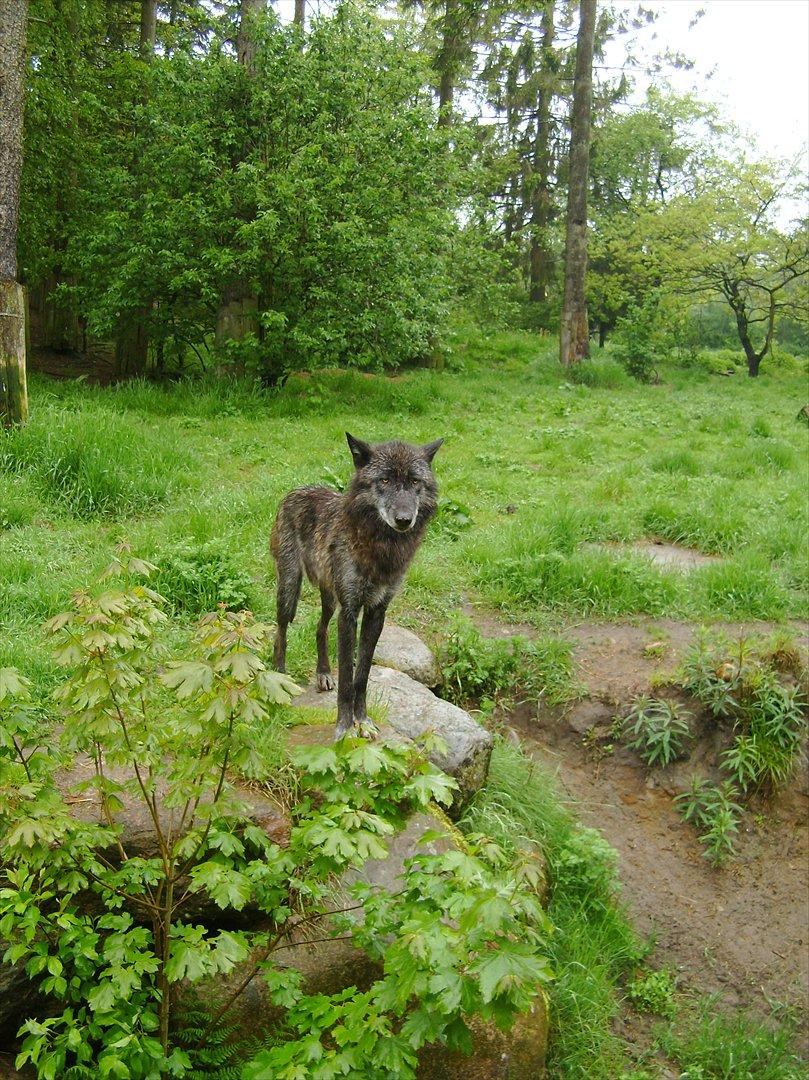 Amatør fotograf - kig evt. - Ulv. billede 24