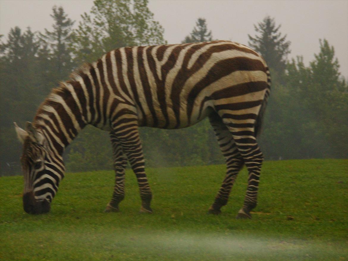 Amatør fotograf - kig evt. - Zebra. billede 25