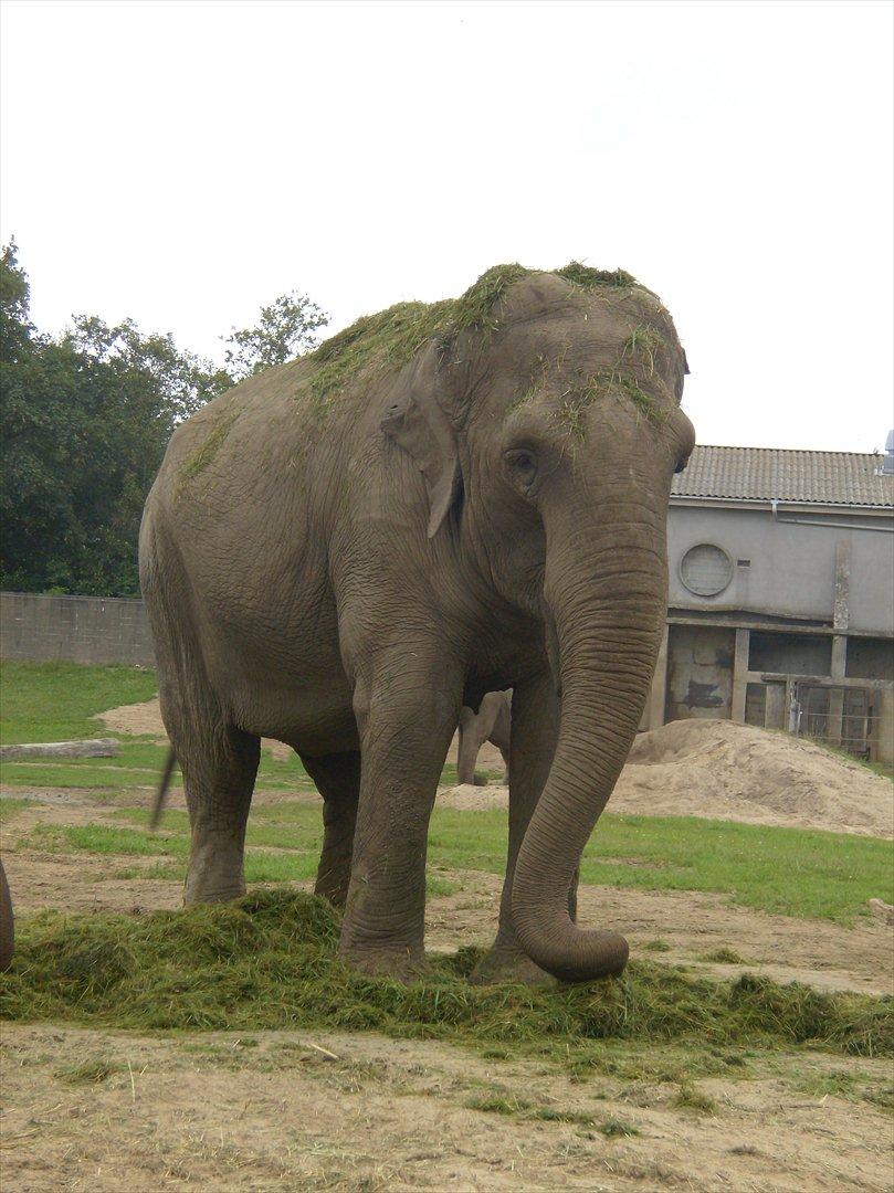 Amatør fotograf - kig evt. - Elefant. billede 26