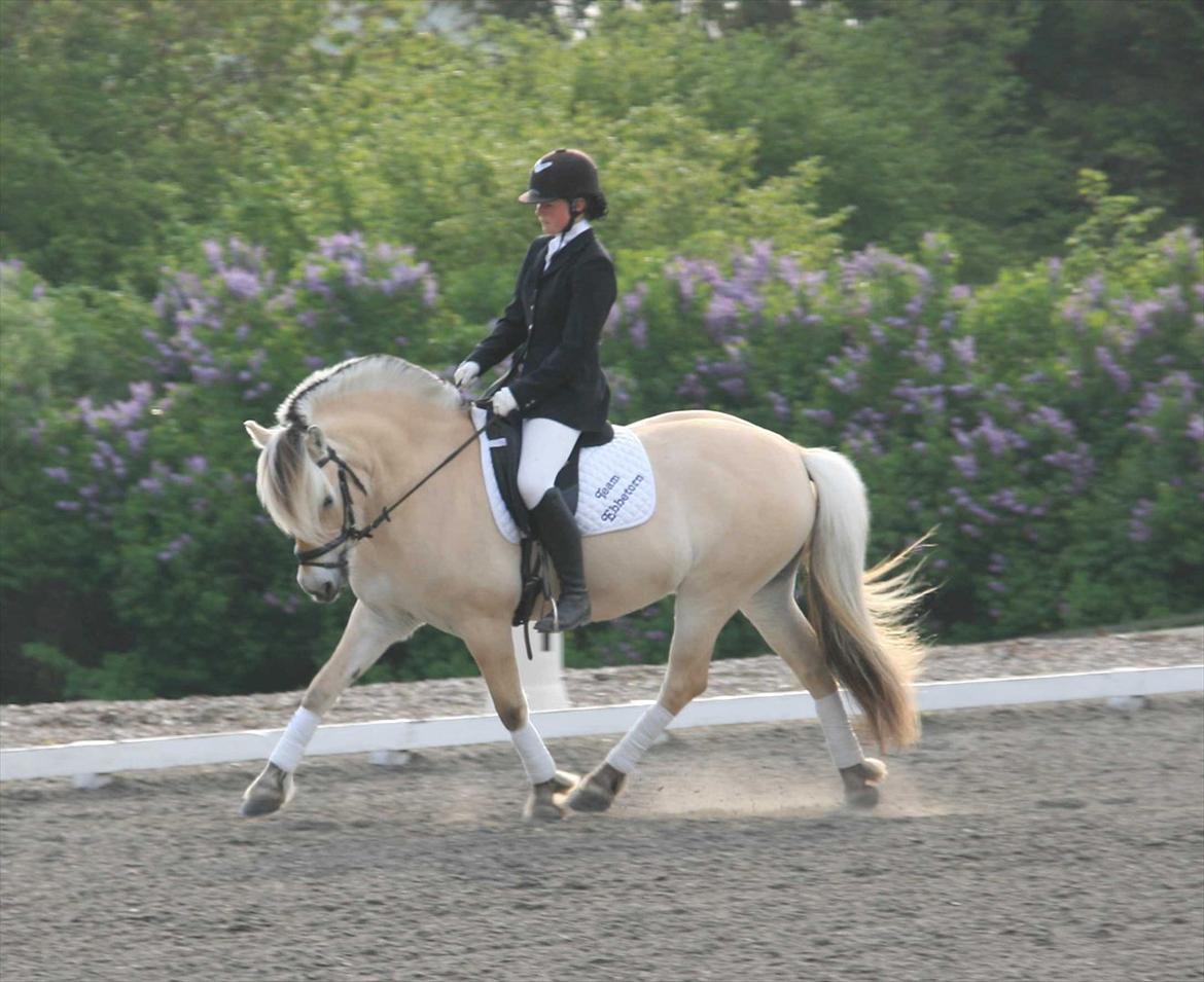 Ringsted sports rideklub Maj 2011 billede 3