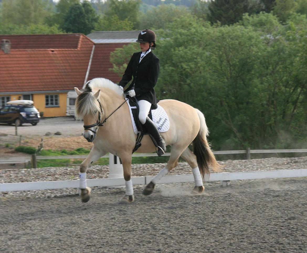 Ringsted sports rideklub Maj 2011 billede 1
