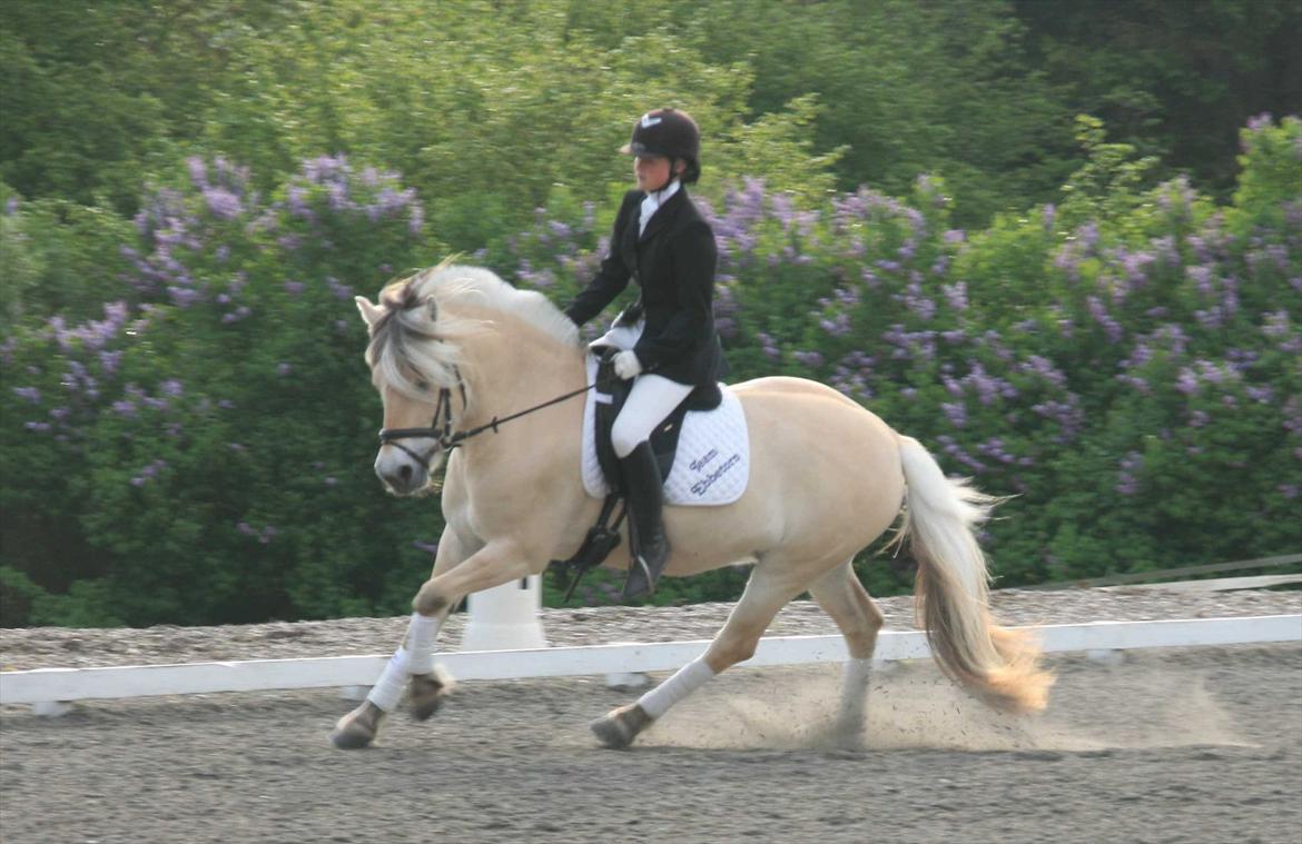 Ringsted sports rideklub Maj 2011 billede 7