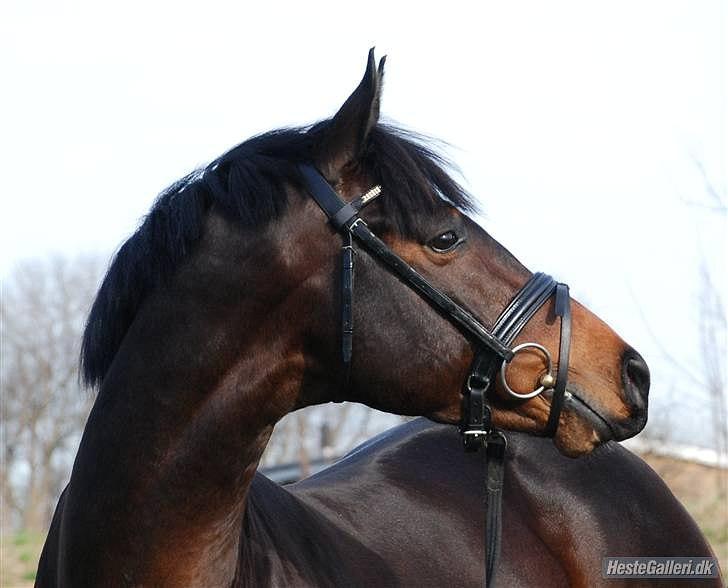 Tegninger :D   - Original billede :) - Cavatto  billede 176