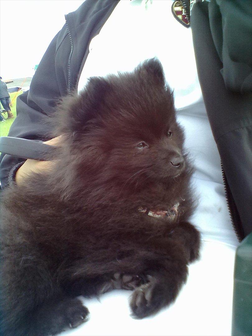 Distriktstævne på Billund sportsrideklub. billede 3