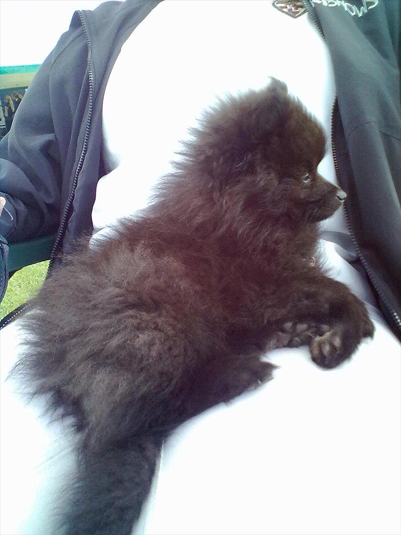 Distriktstævne på Billund sportsrideklub. billede 4