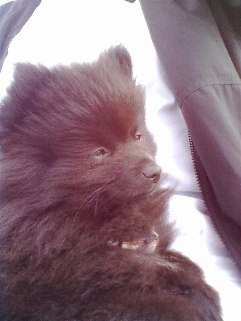 Distriktstævne på Billund sportsrideklub. billede 5