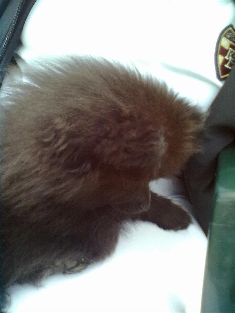 Distriktstævne på Billund sportsrideklub. billede 6