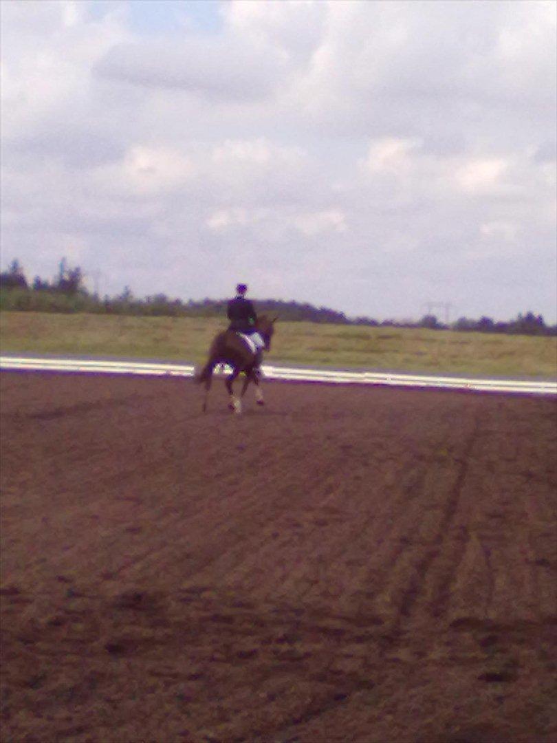 Distriktstævne på Billund sportsrideklub. billede 9