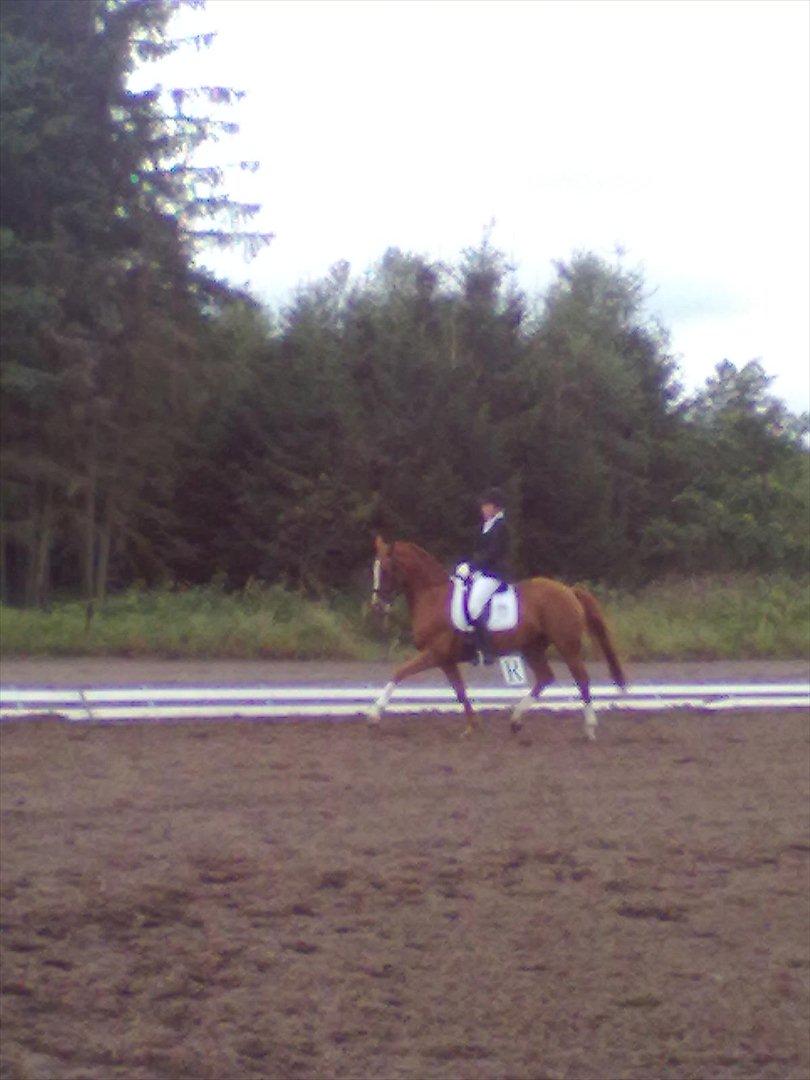 Distriktstævne på Billund sportsrideklub. billede 12