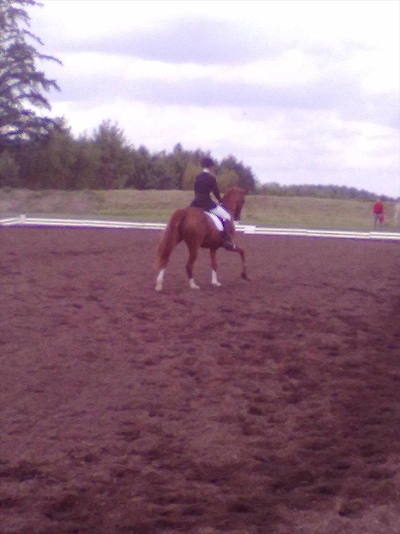 Distriktstævne på Billund sportsrideklub. billede 15