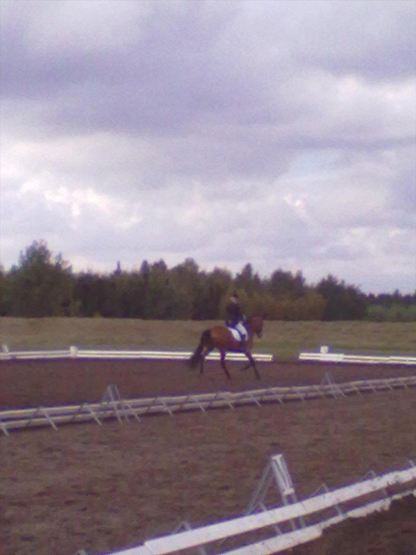 Distriktstævne på Billund sportsrideklub. billede 24