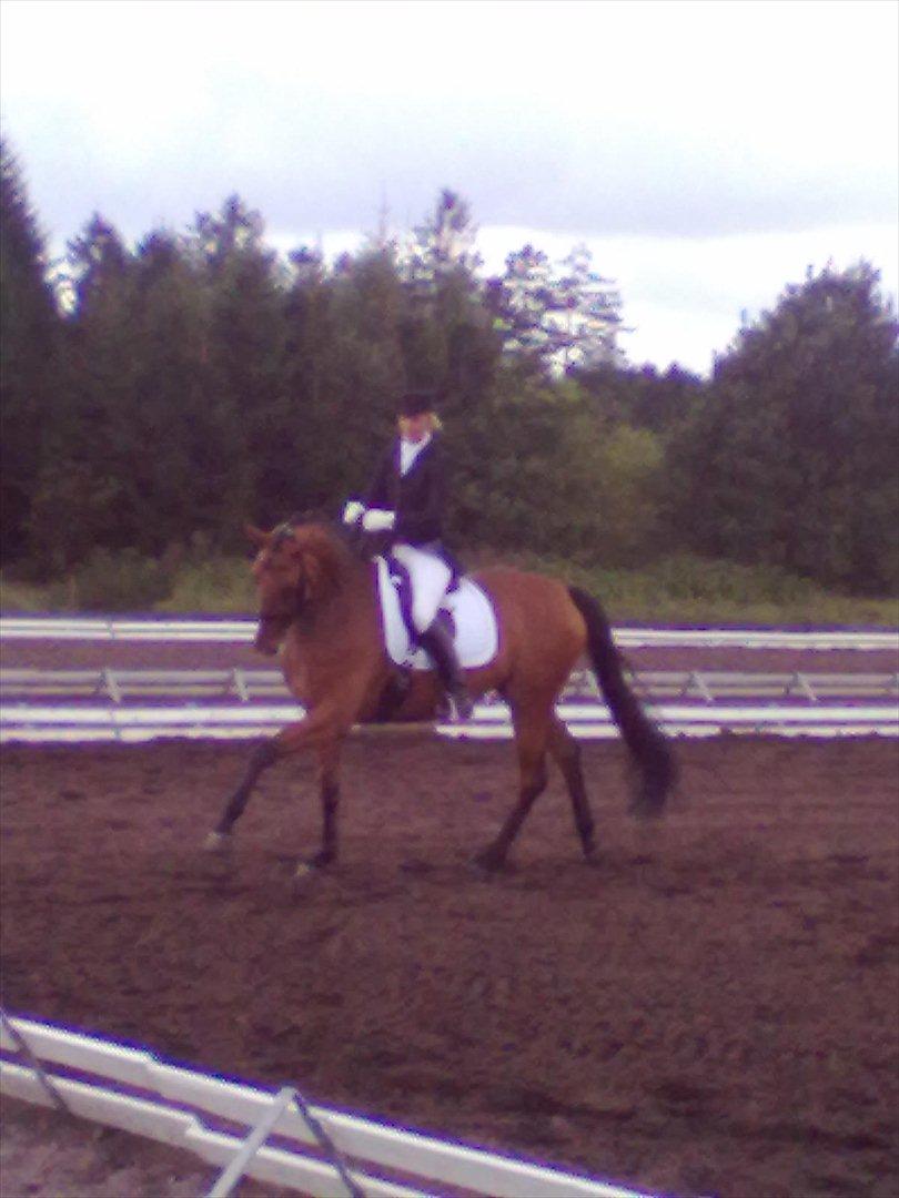 Distriktstævne på Billund sportsrideklub. billede 27