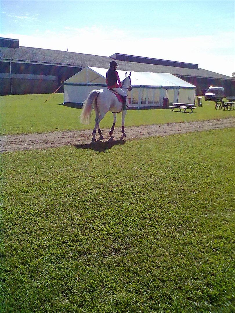 Distriktstævne på Billund sportsrideklub. billede 54