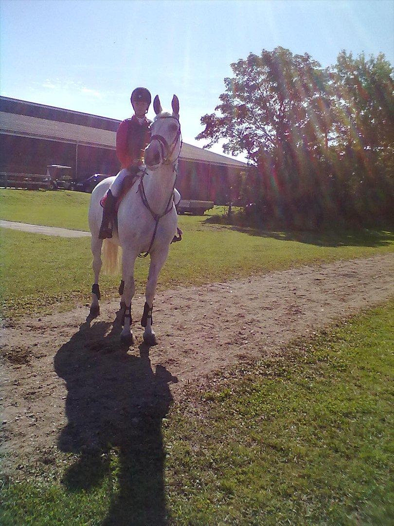 Distriktstævne på Billund sportsrideklub. billede 59