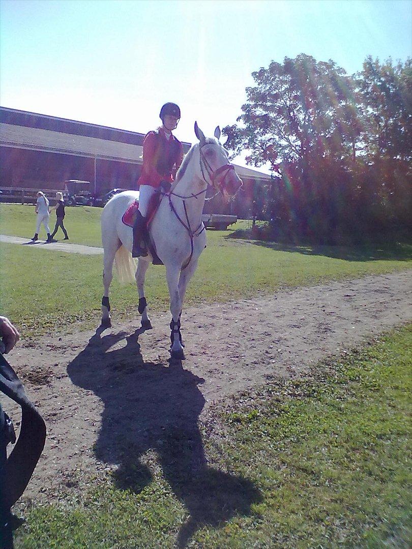 Distriktstævne på Billund sportsrideklub. billede 60